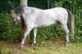  Le Maroc fete son Moussem a Evry-Bondoufle  - Les chevaux marocains Les Chevaux Marocains 091